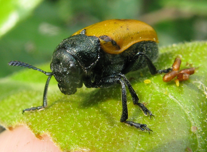 chrysomelidae ? parassitato ? Labidostomis taxicornis